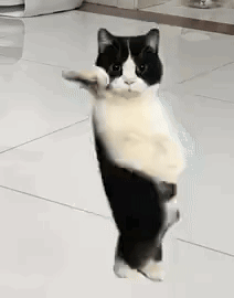A black and white cat dancing.